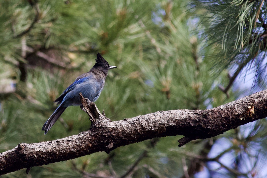 Steller's Jay - ML625034562