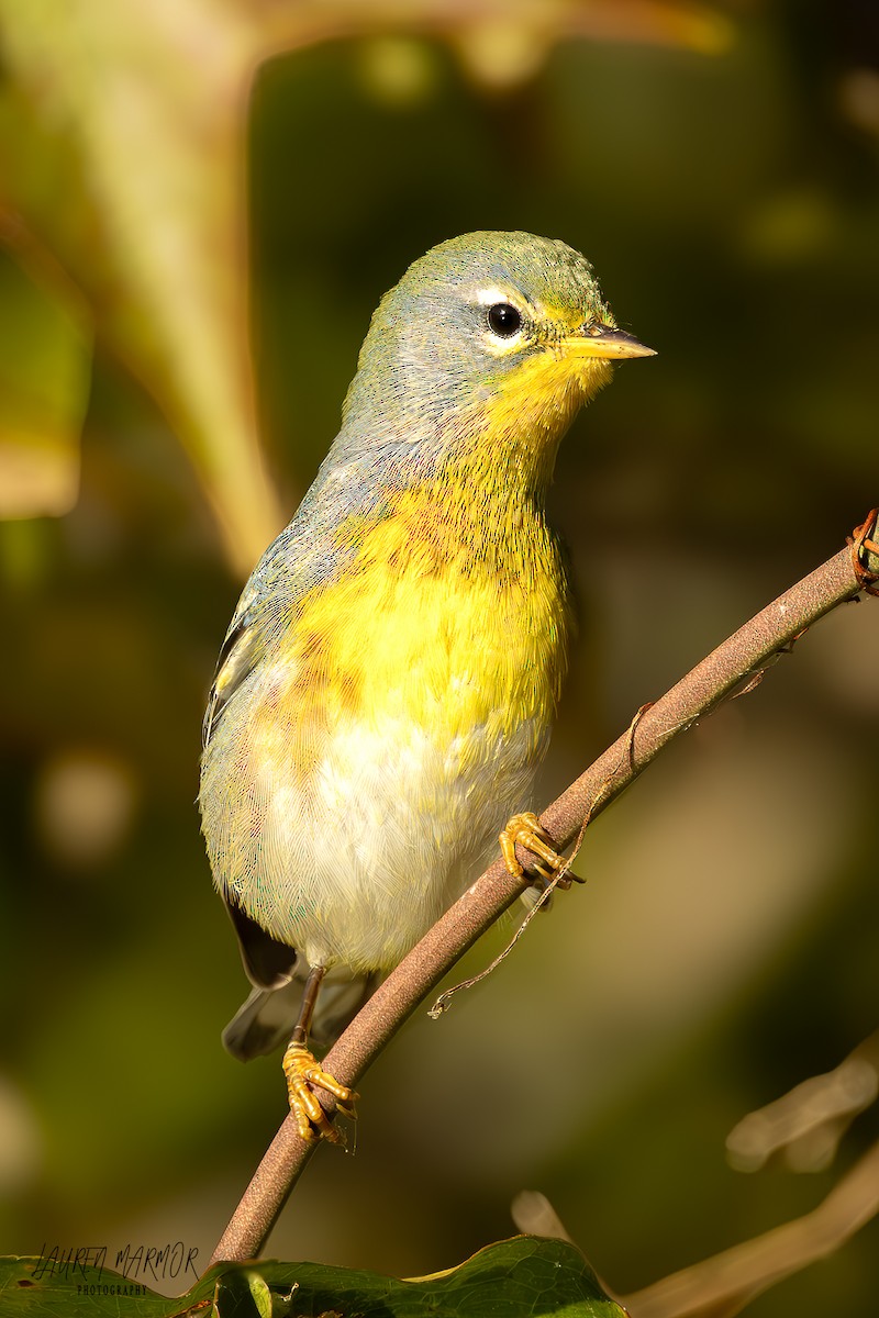 Northern Parula - ML625034564