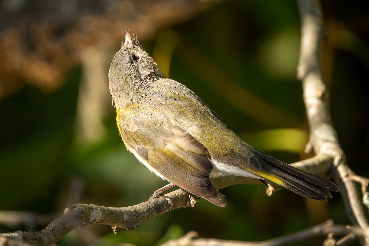 American Redstart - ML625034605