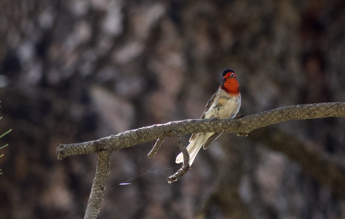 Red-faced Warbler - ML625034763