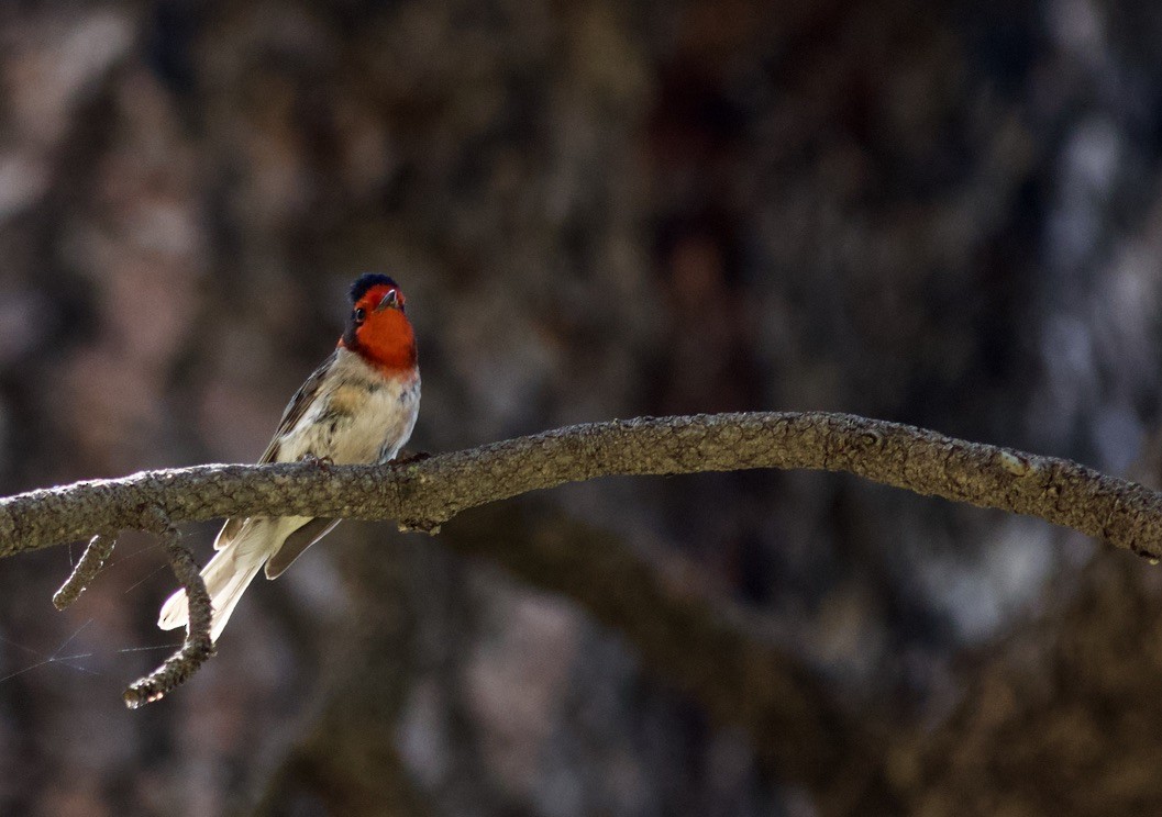 Red-faced Warbler - ML625034764