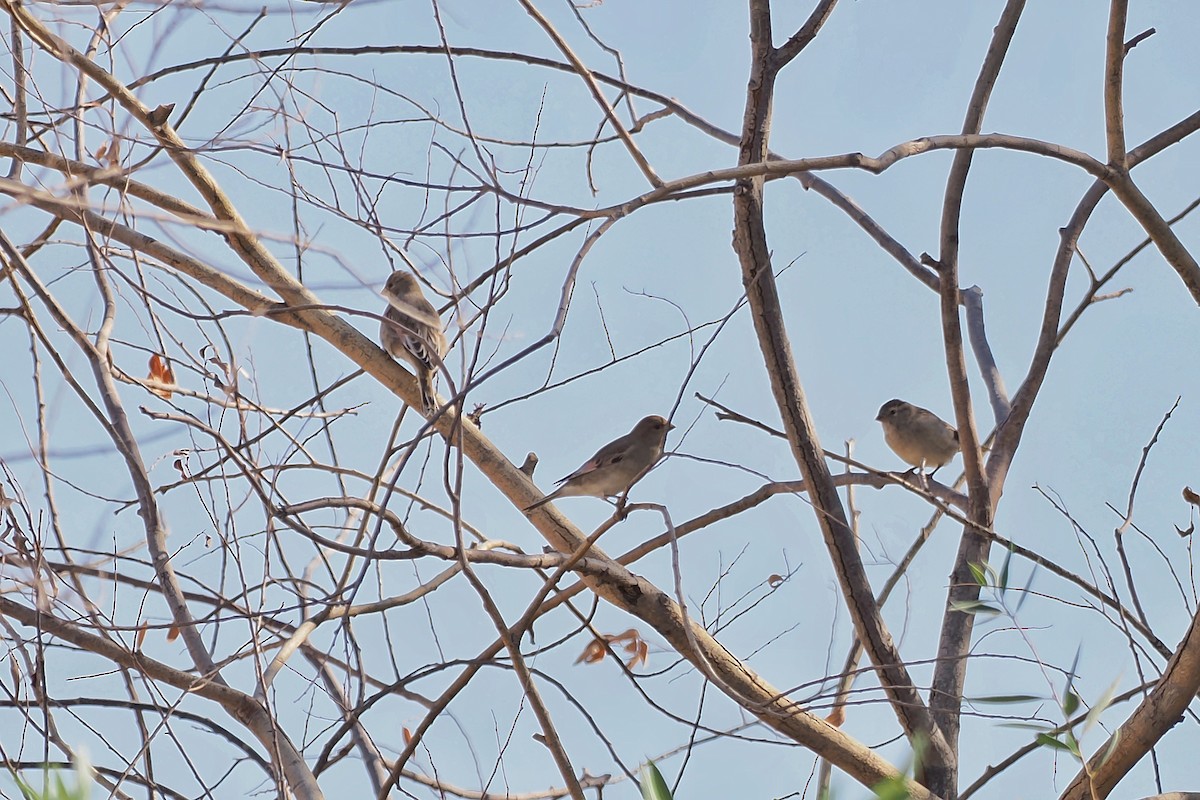 Desert Finch - Leijun Zhuang