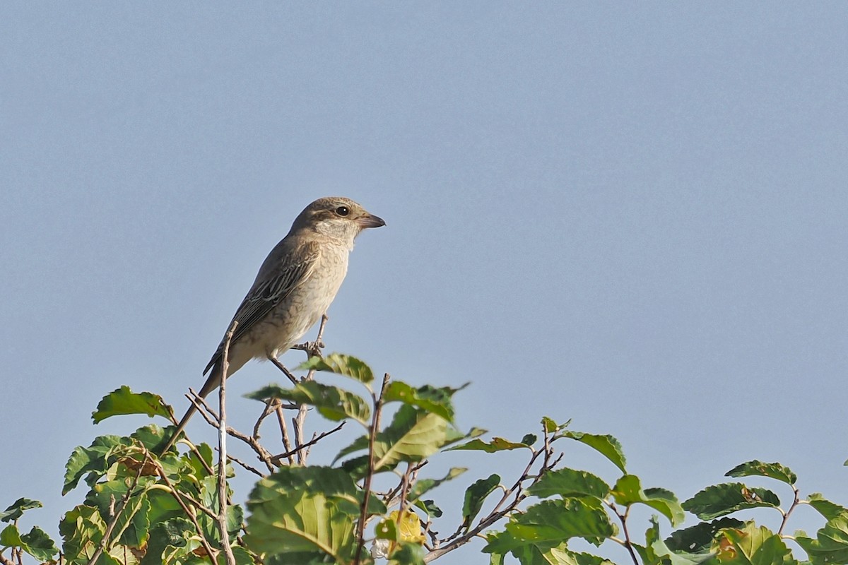 ťuhýk mongolský (ssp. isabellinus) - ML625034810