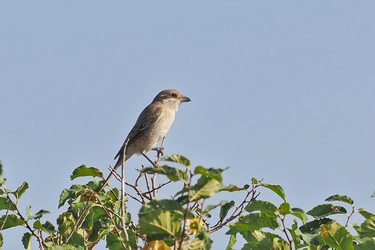 ťuhýk mongolský (ssp. isabellinus) - ML625034811