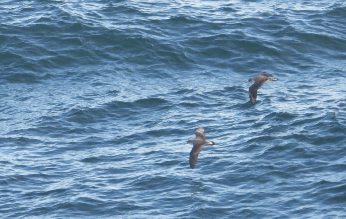 Puffin cendré ou P. de Scopoli - ML625034877
