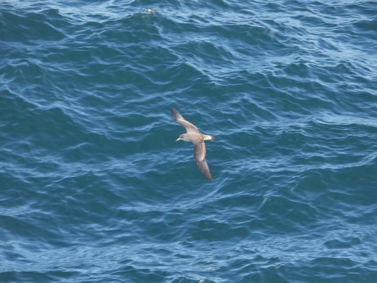 Puffin cendré ou P. de Scopoli - ML625034879