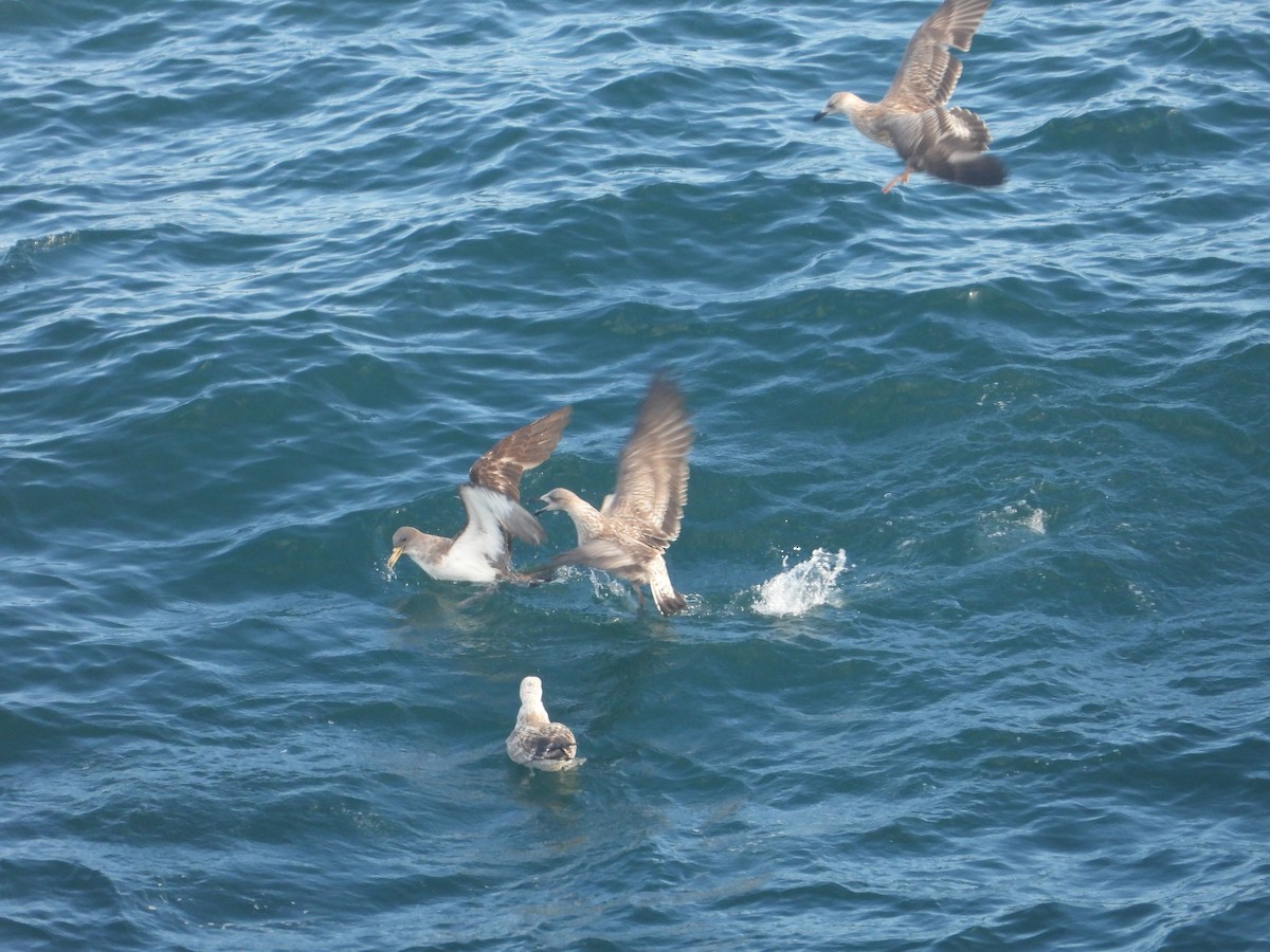 Puffin cendré ou P. de Scopoli - ML625034880