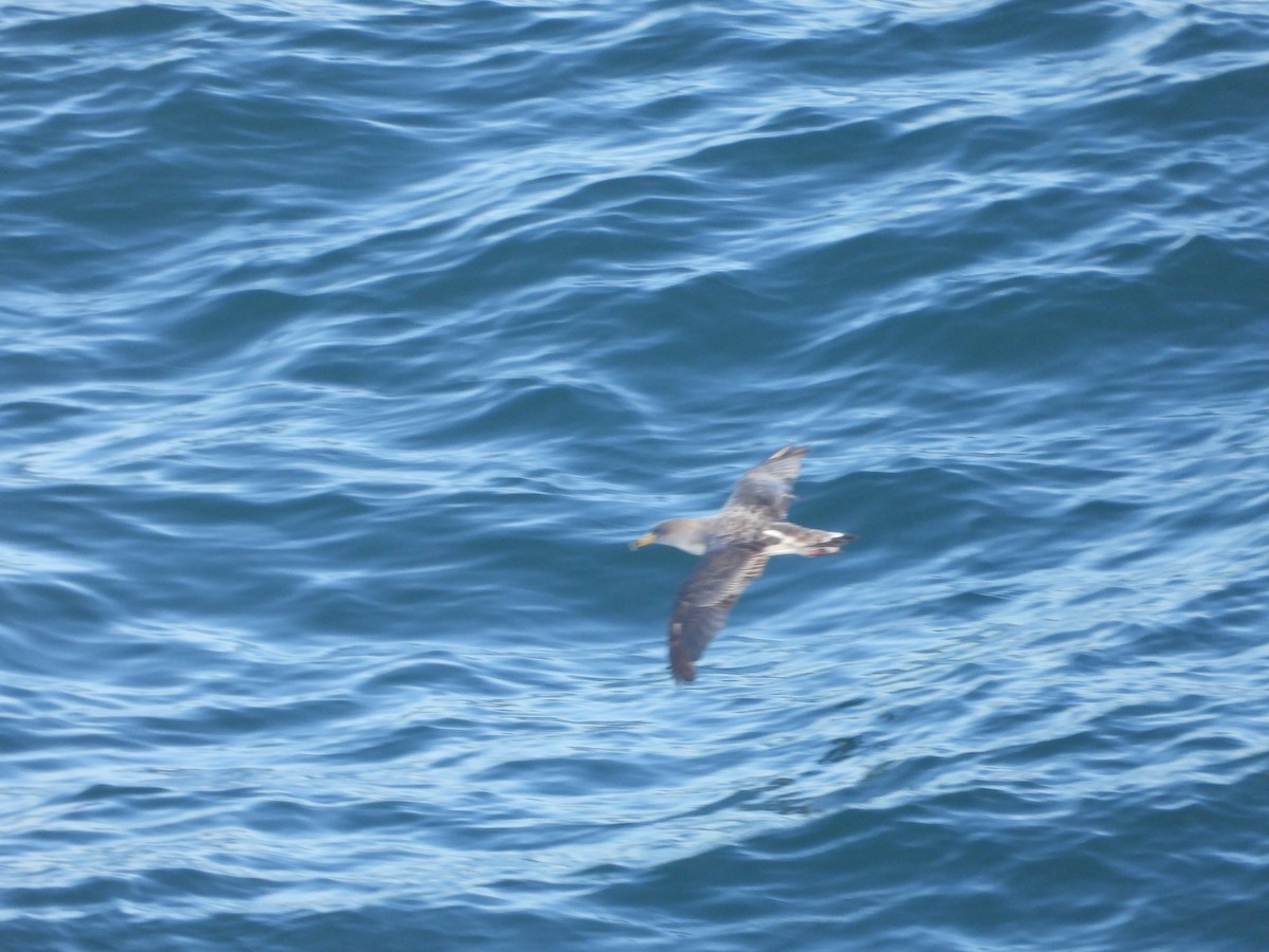 Puffin cendré ou P. de Scopoli - ML625034881