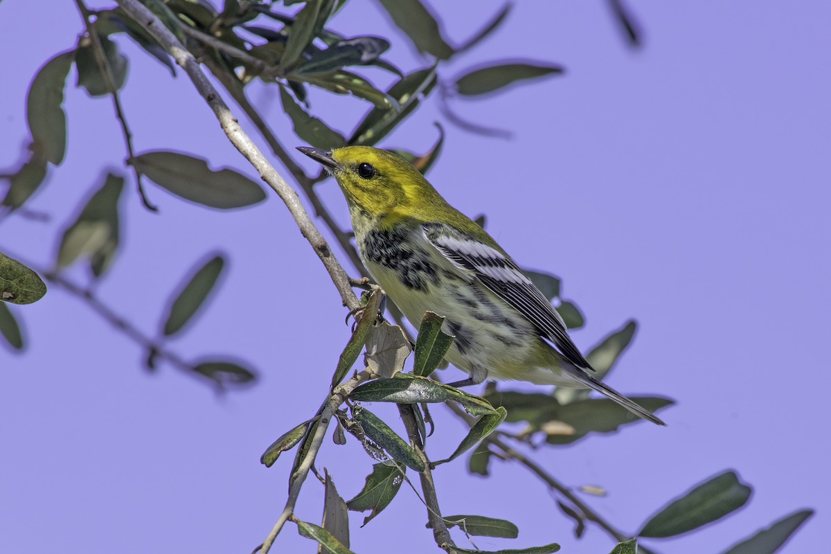 Black-throated Green Warbler - Denny Swaby