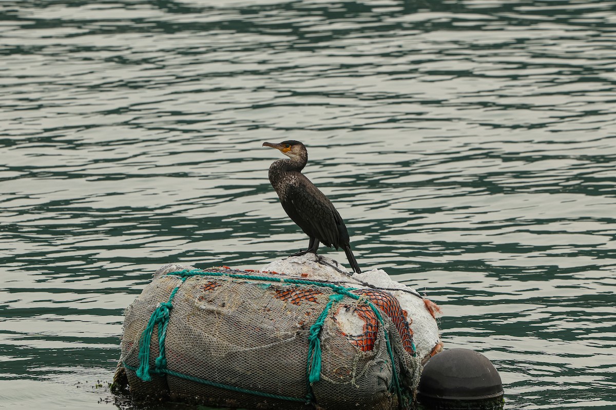 Japanese Cormorant - ML625035086