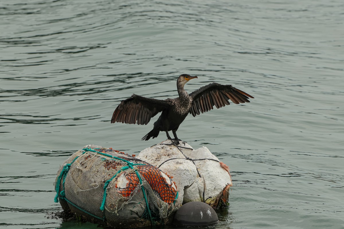 Japanese Cormorant - ML625035087