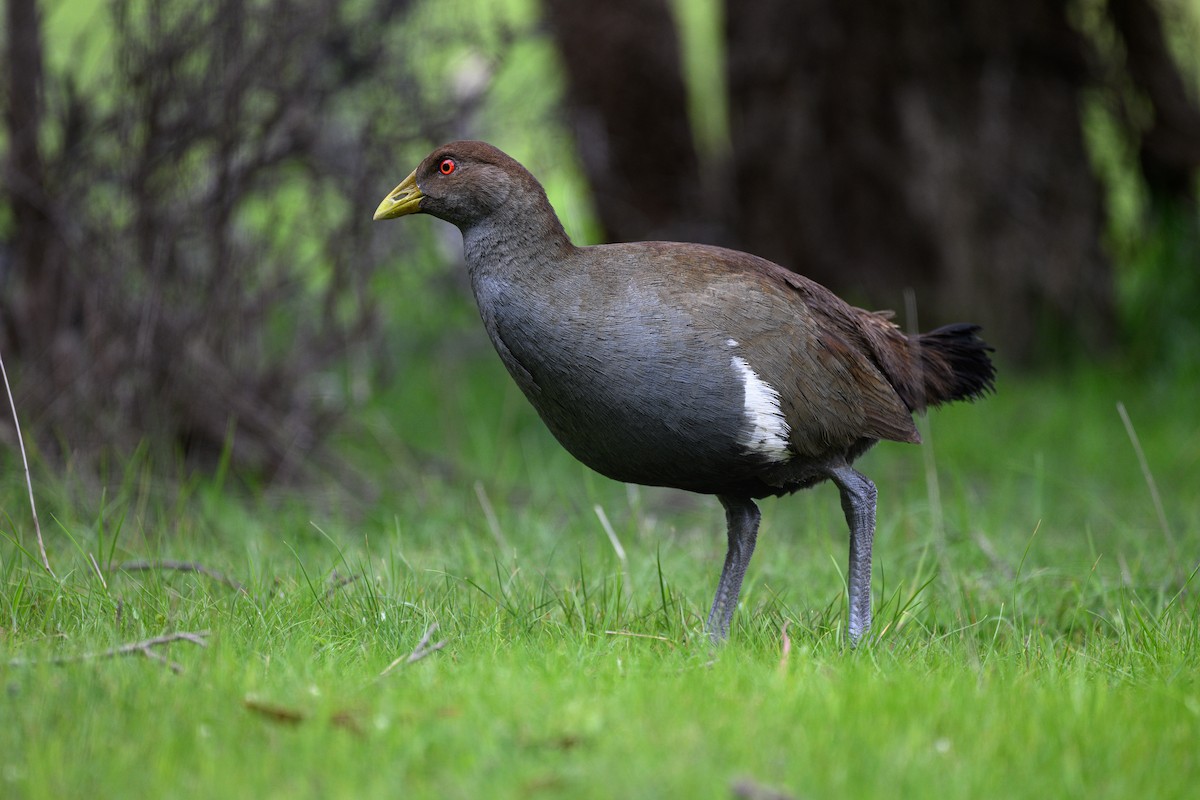 Tasmanian Nativehen - ML625035437