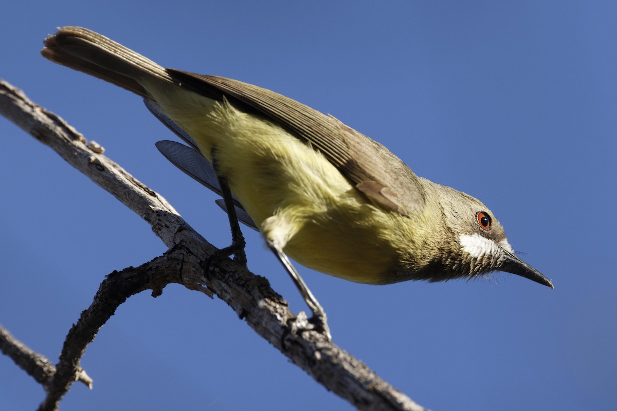 Fairy Gerygone - ML625035515