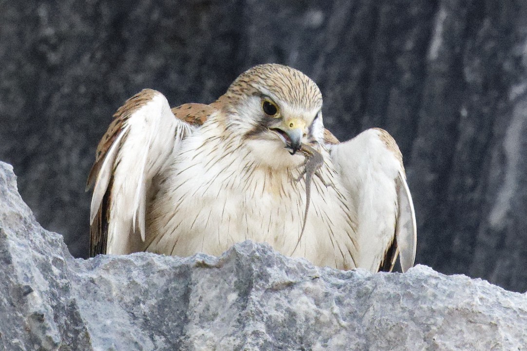 Nankeen Kestrel - ML625035522