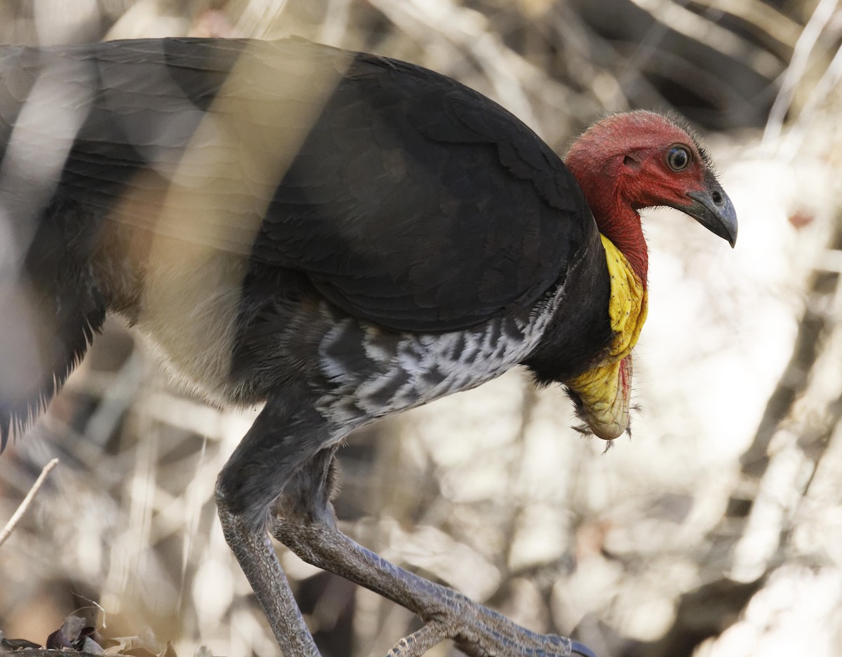 Australian Brushturkey - ML625035598