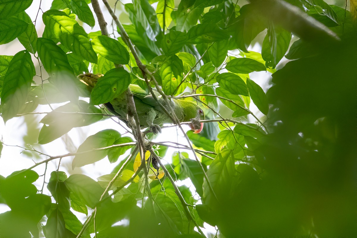 Blue-backed Parrot - ML625035734