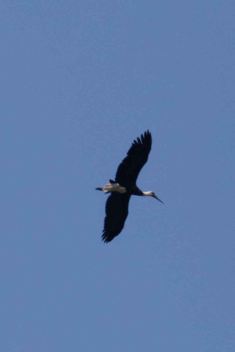 African Woolly-necked Stork - ML625036038