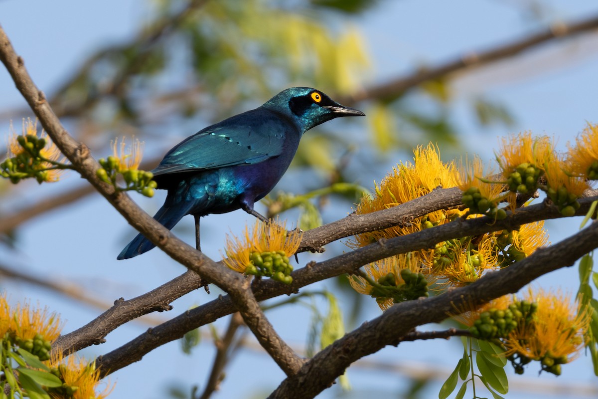 Greater Blue-eared Starling - ML625036091