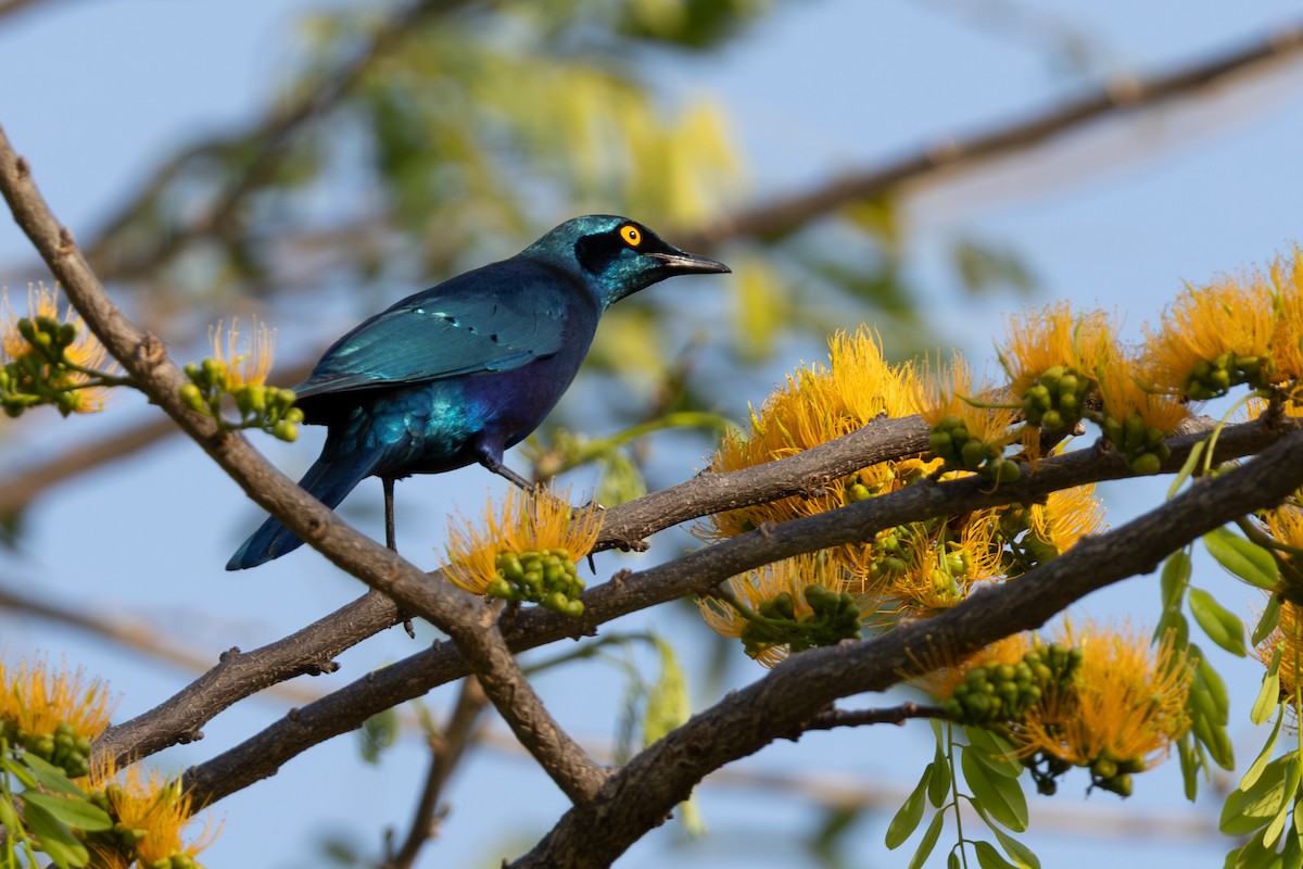 Greater Blue-eared Starling - ML625036092