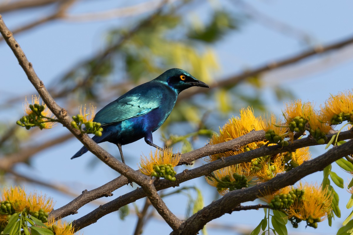 Greater Blue-eared Starling - ML625036093