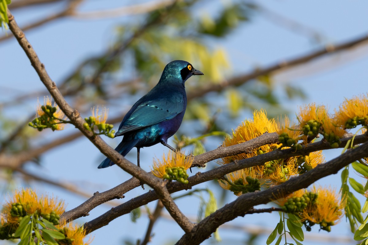 Greater Blue-eared Starling - ML625036094