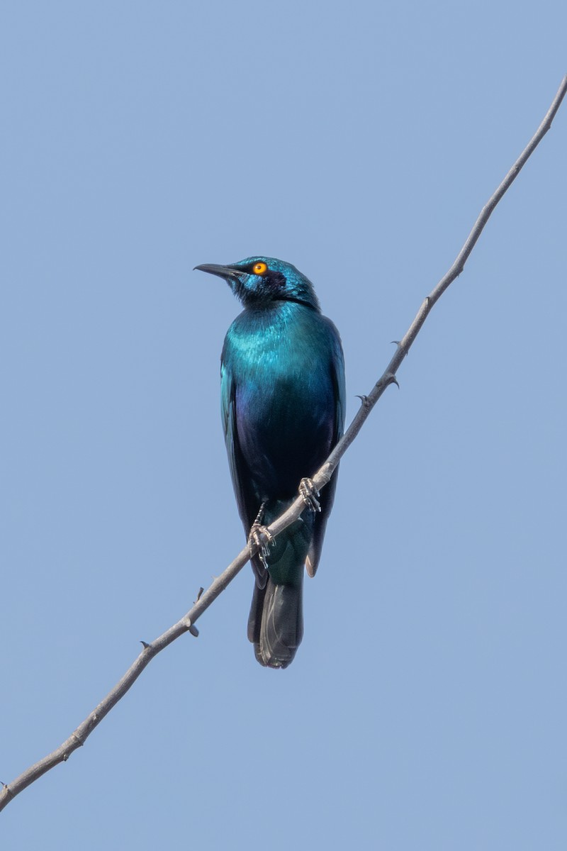 Greater Blue-eared Starling - ML625036097