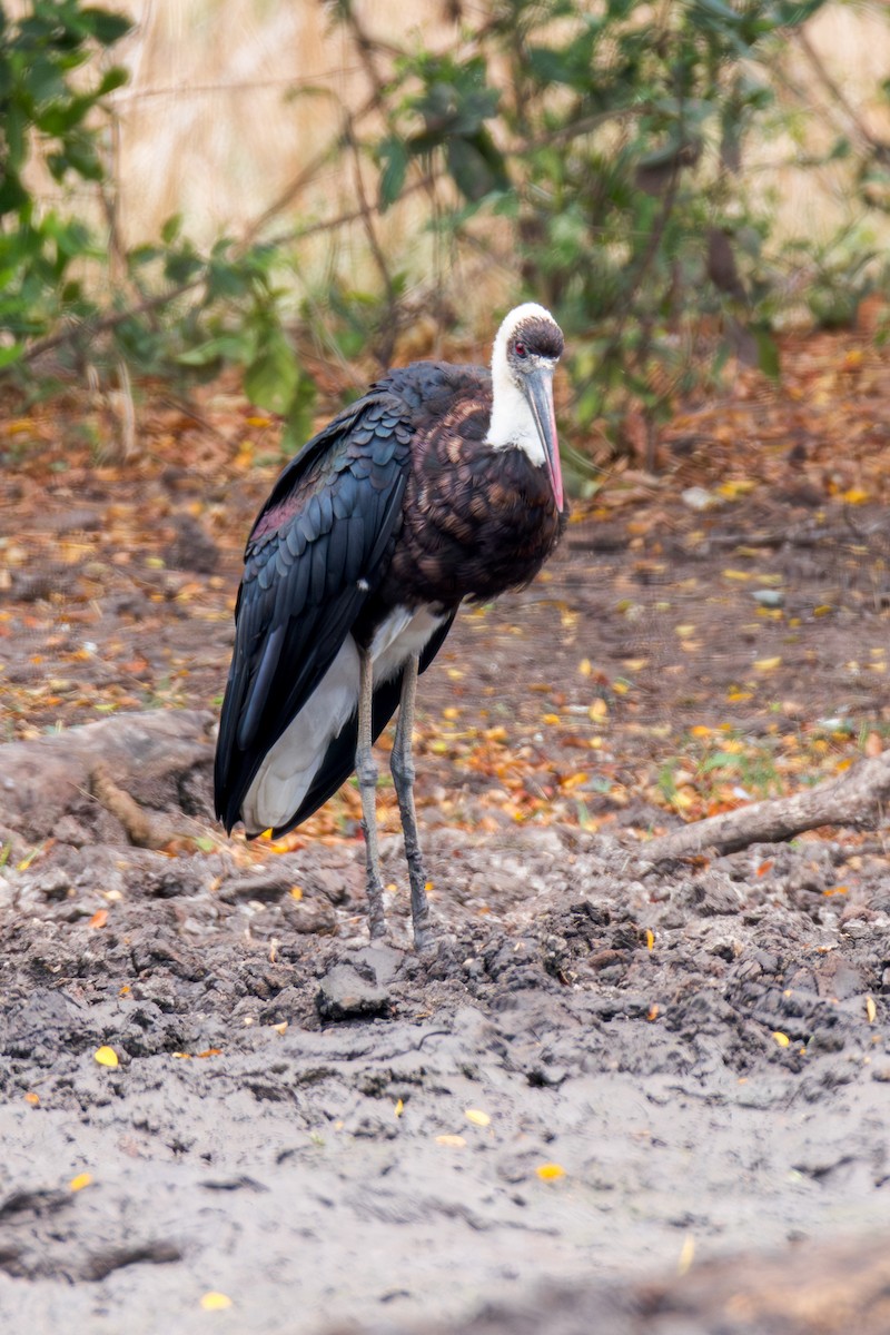 African Woolly-necked Stork - ML625036185