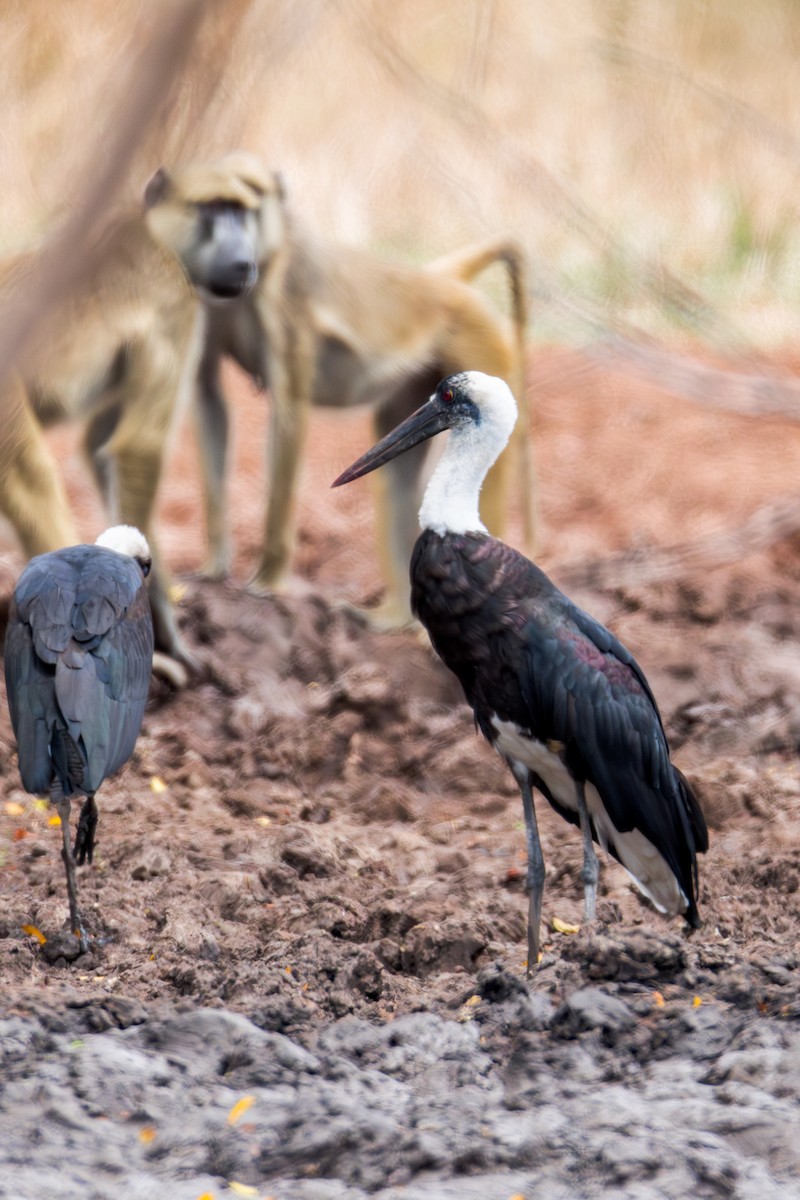 African Woolly-necked Stork - ML625036187