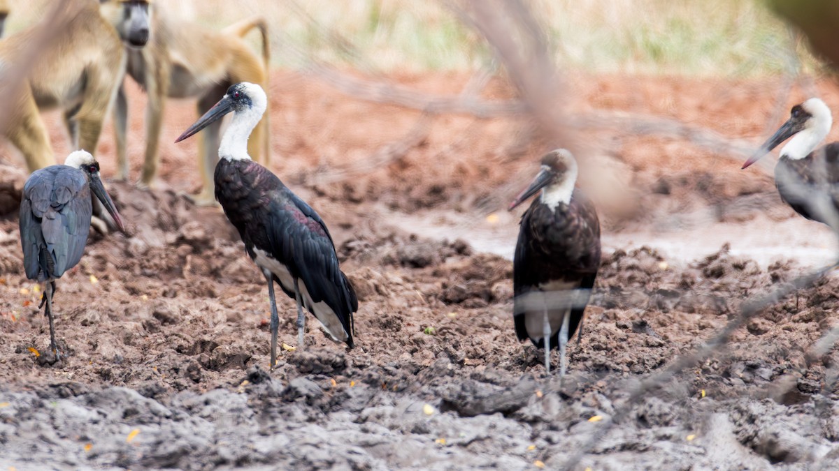 African Woolly-necked Stork - ML625036188