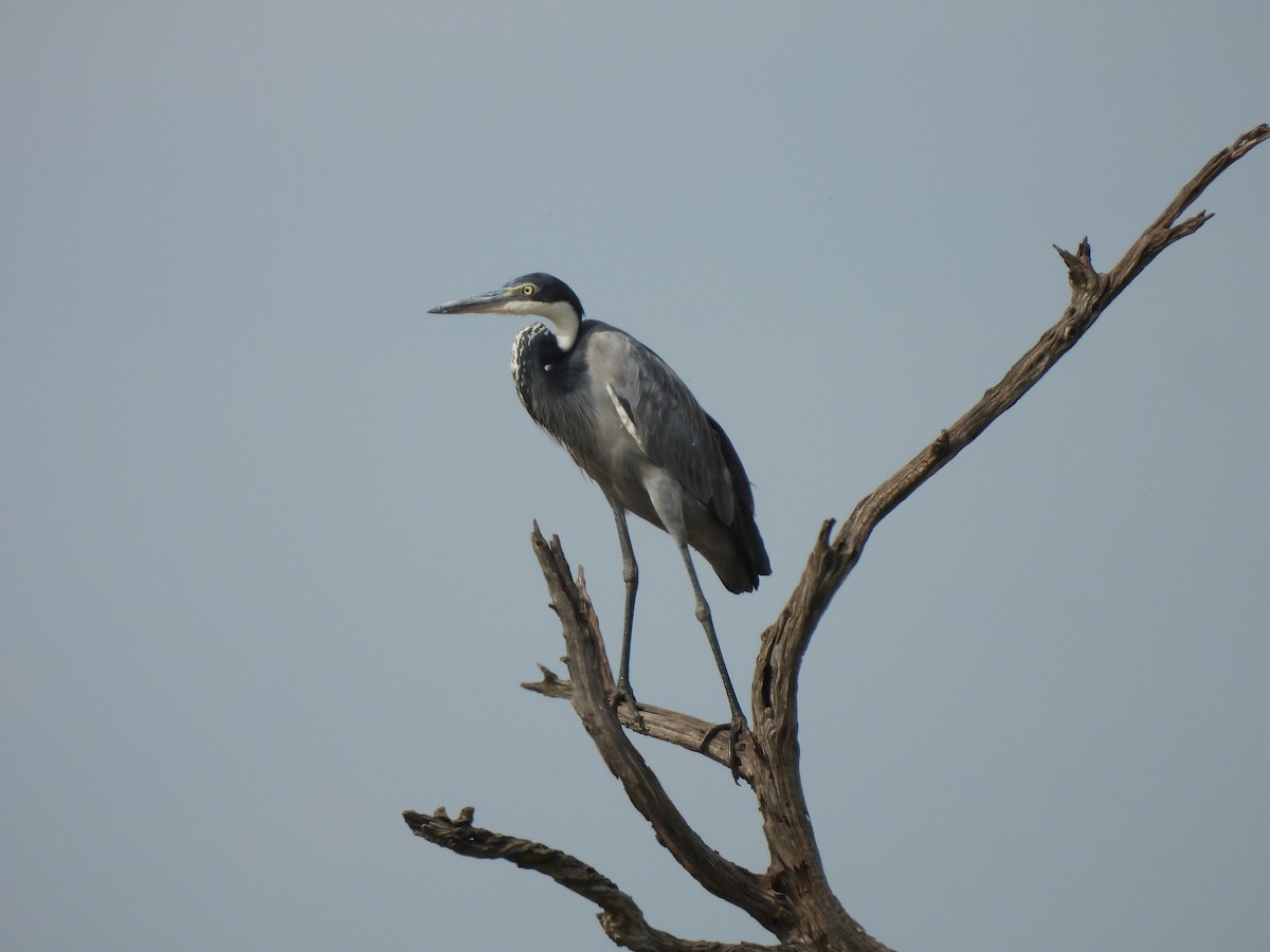 Black-headed Heron - Adrián Colino Barea
