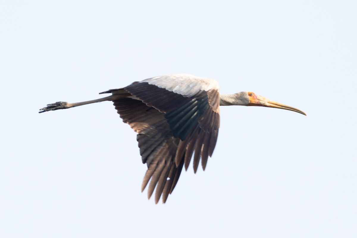 Yellow-billed Stork - ML625036287