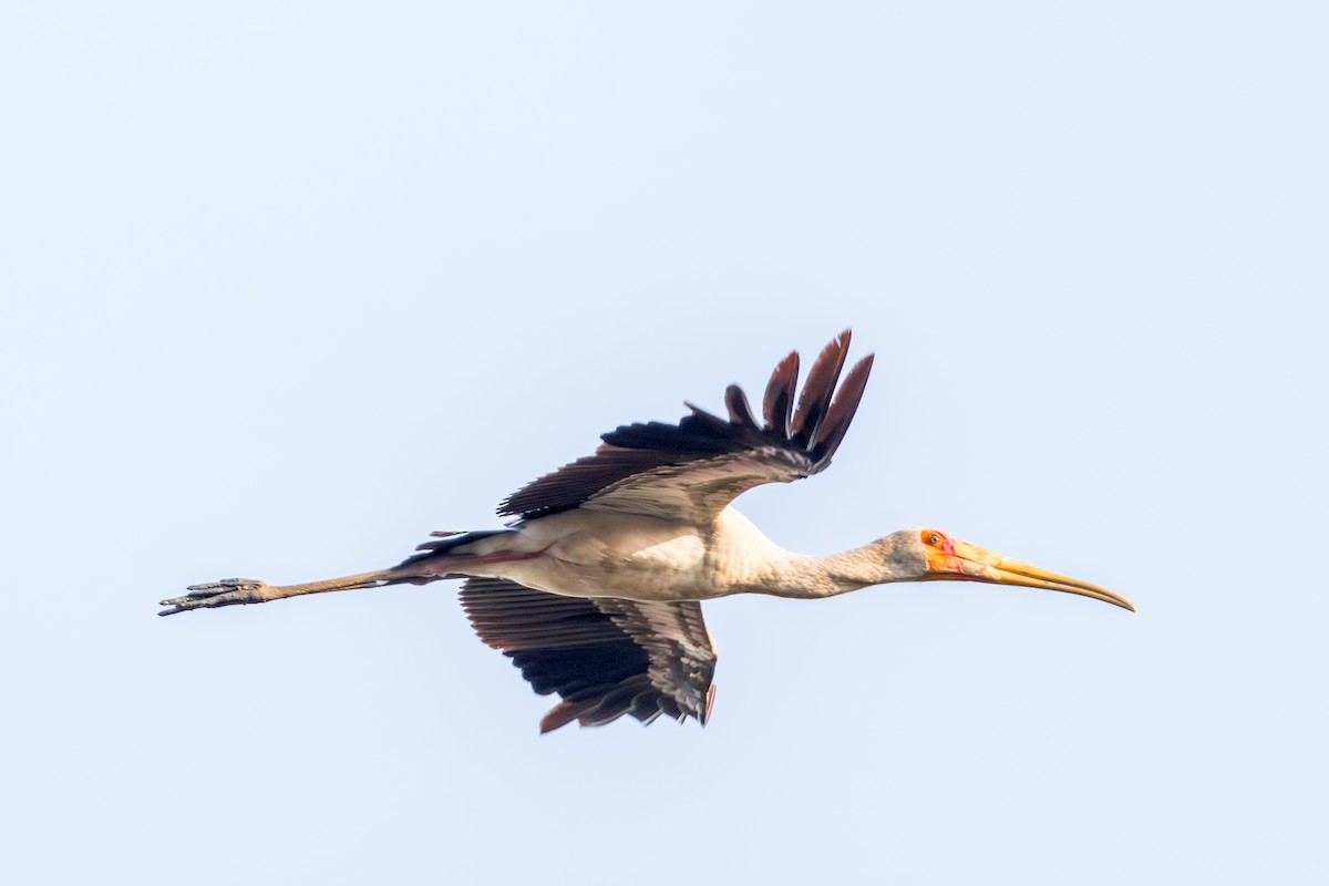 Yellow-billed Stork - ML625036288