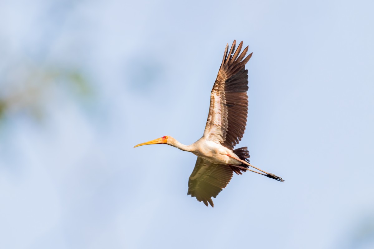 Yellow-billed Stork - ML625036291