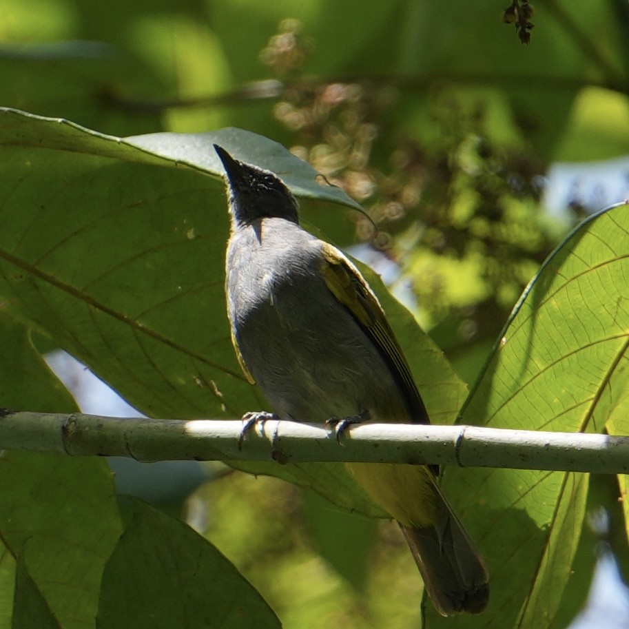 Gray-bellied Bulbul - ML625036294