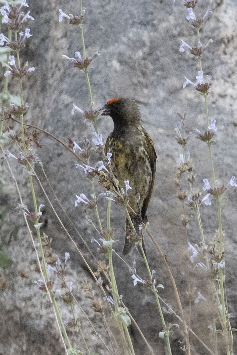 Fire-fronted Serin - Prabhakar Manjunath