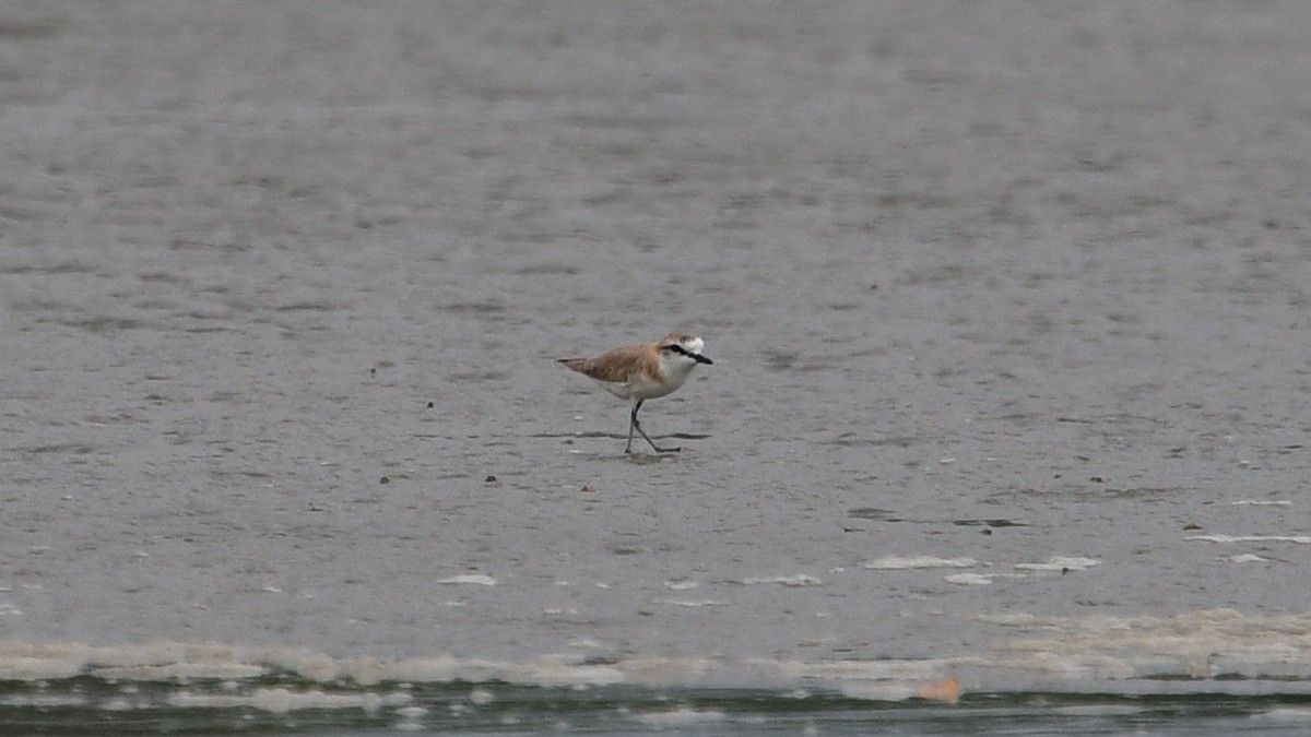 White-fronted Plover - ML625036546