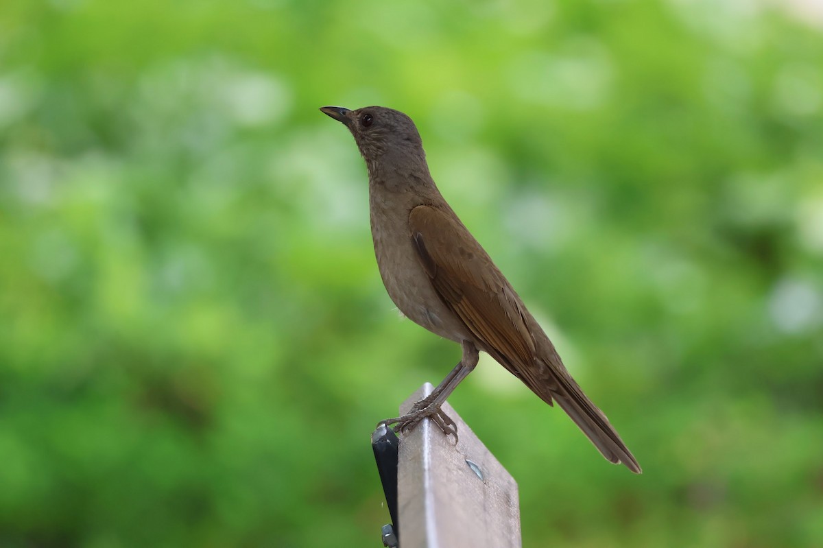 Pale-breasted Thrush - ML625036571