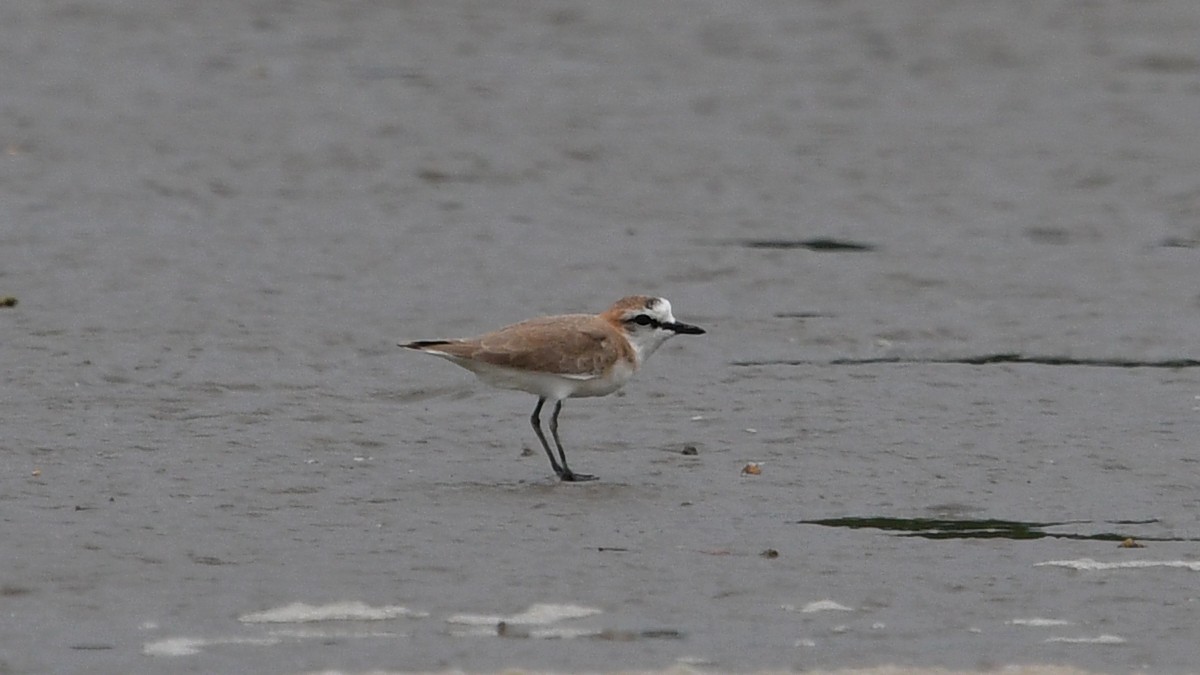 White-fronted Plover - ML625036673