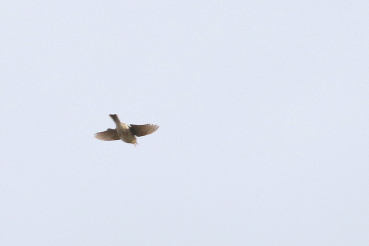 Pampas Pipit - ML625036795
