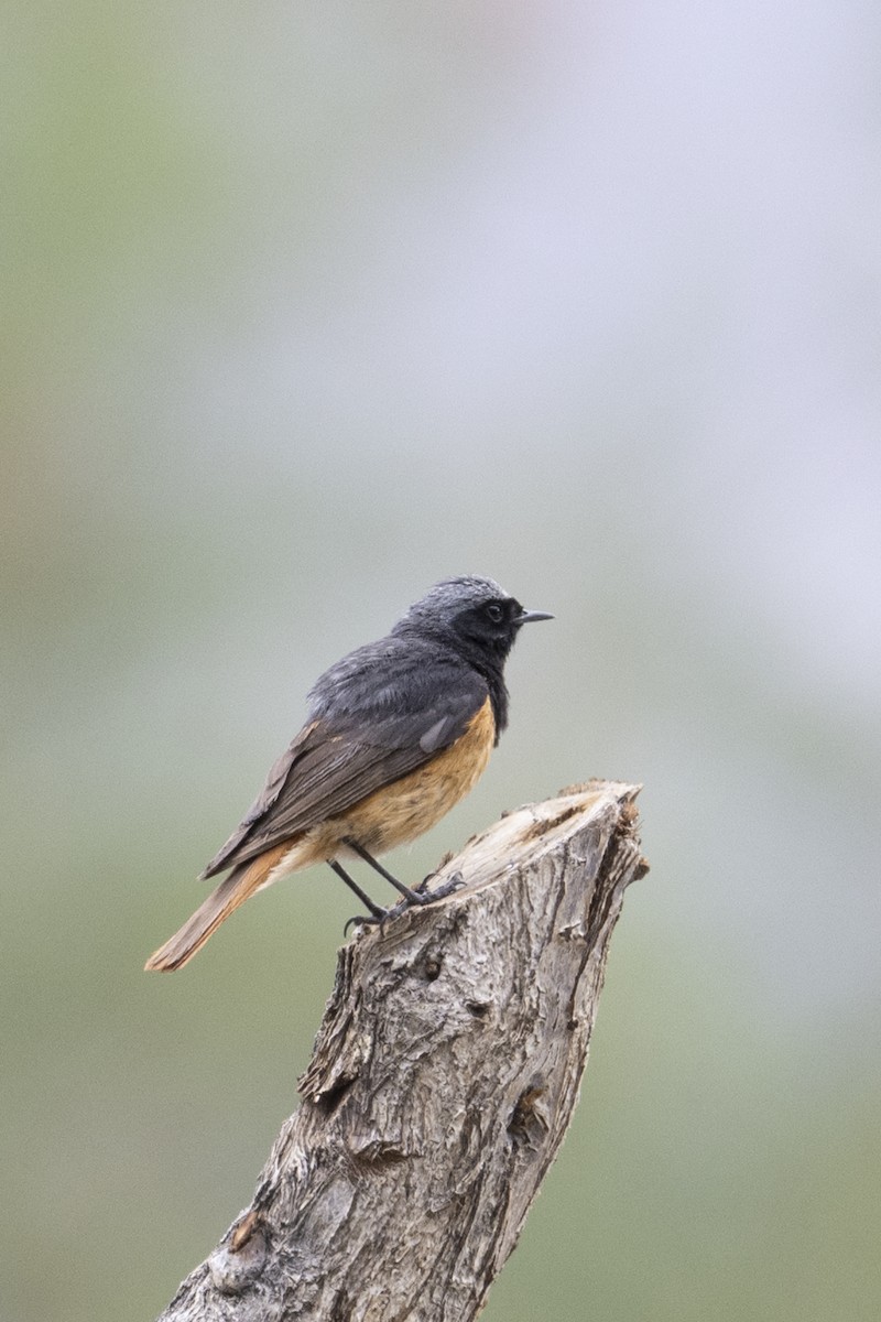 Black Redstart - ML625036809