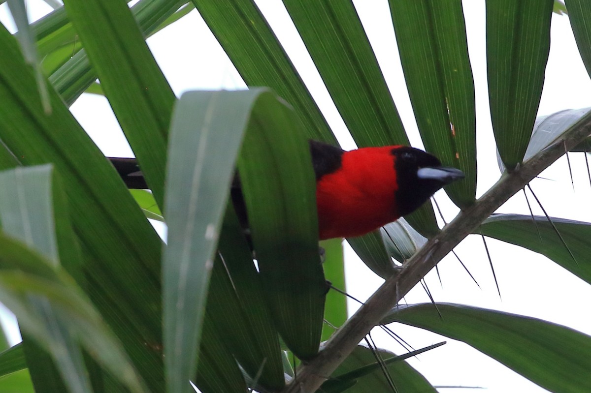 Masked Crimson Tanager - ML625036931