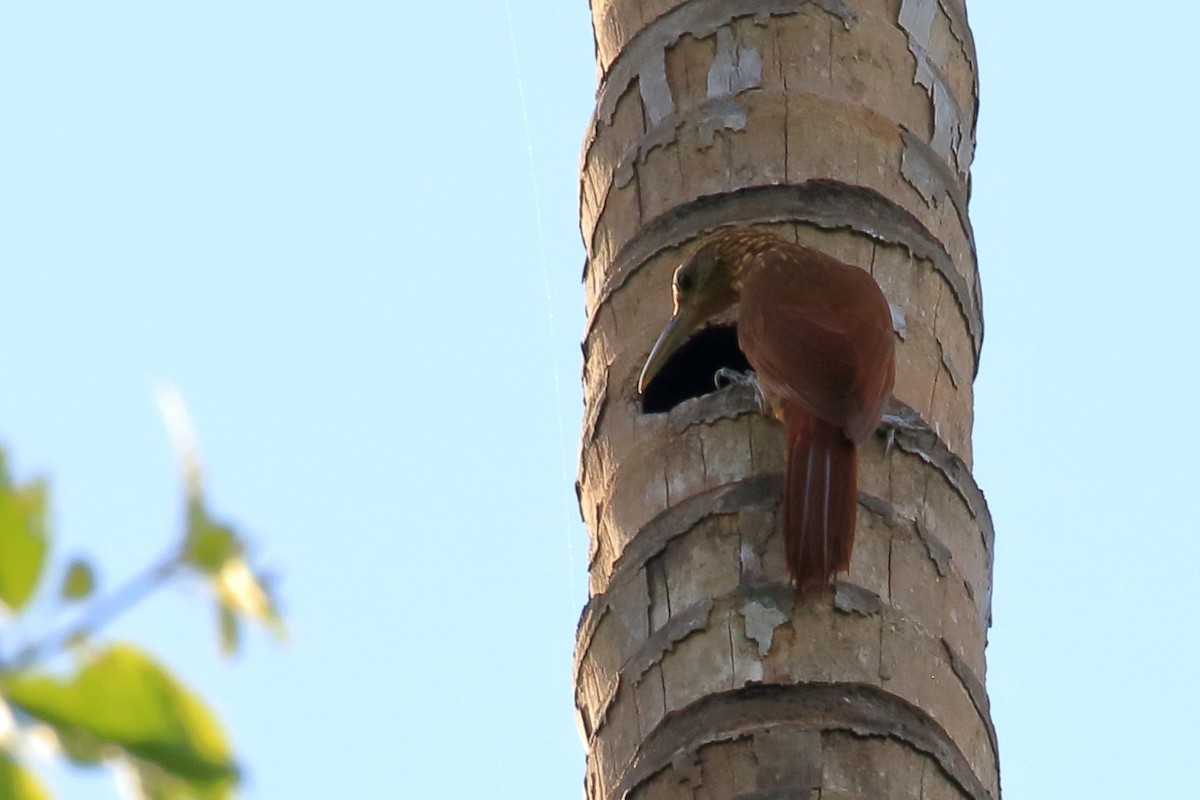 Strong-billed Woodcreeper - ML625036935