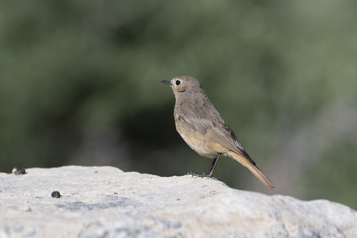 Black Redstart - Prabhakar Manjunath