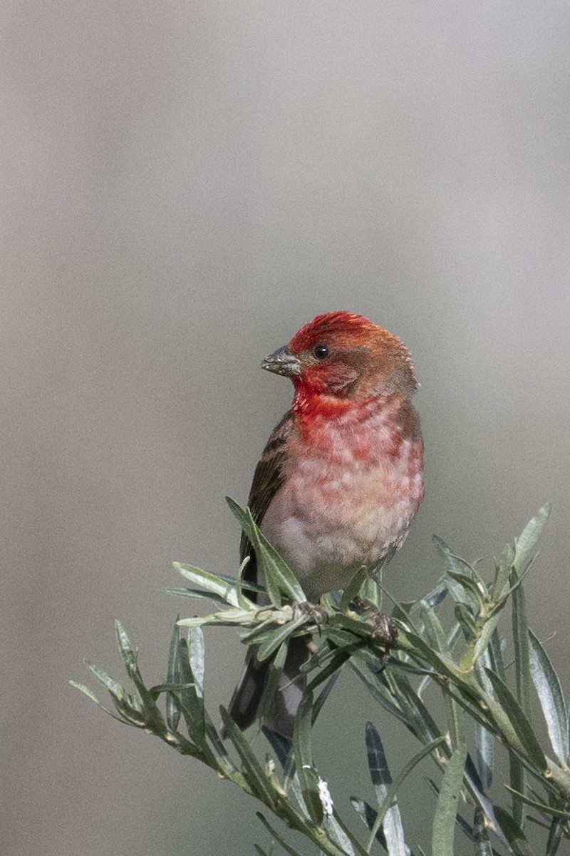 Common Rosefinch - ML625037157