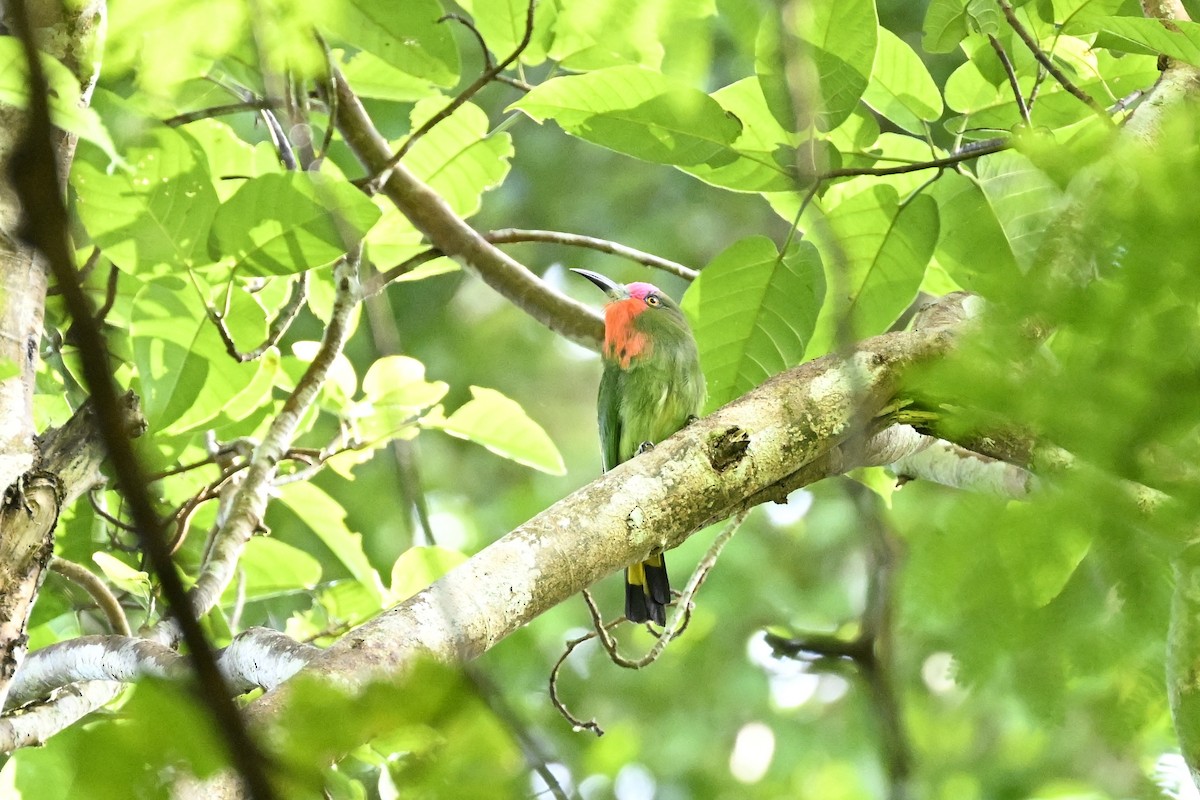 Red-bearded Bee-eater - ML625037254