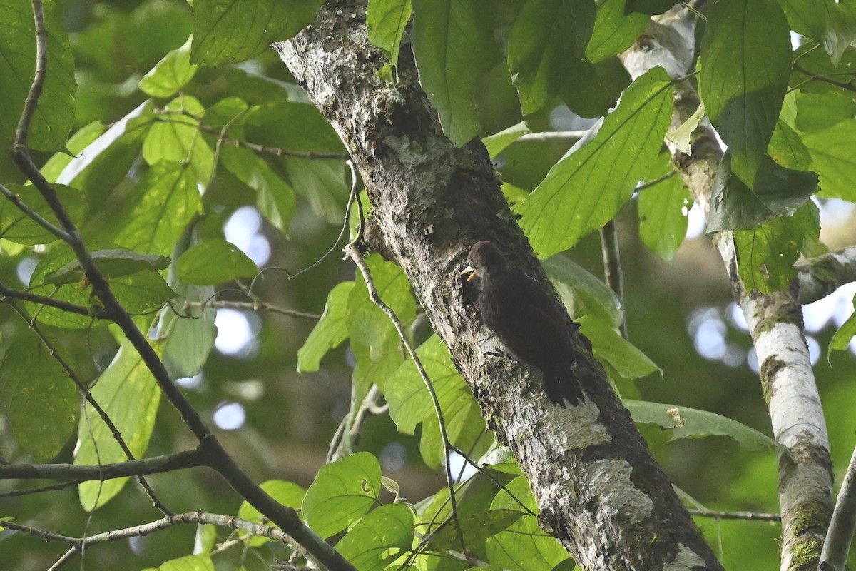 Maroon Woodpecker - ML625037264