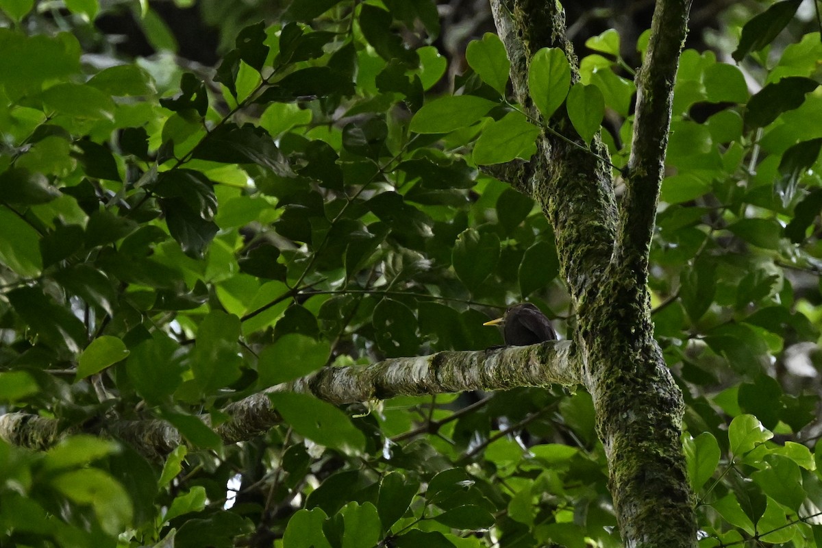 Maroon Woodpecker - ML625037265