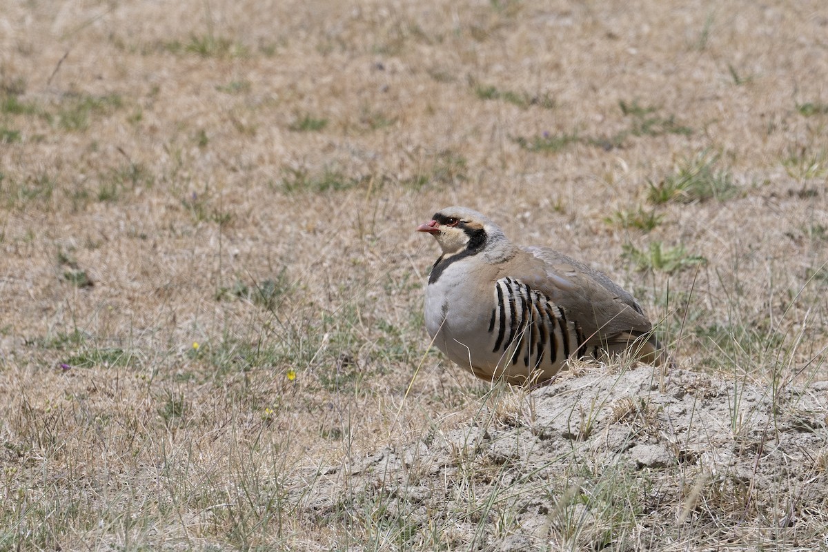 Chukar - ML625037373