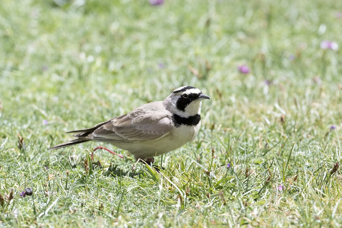 Horned Lark - ML625037376