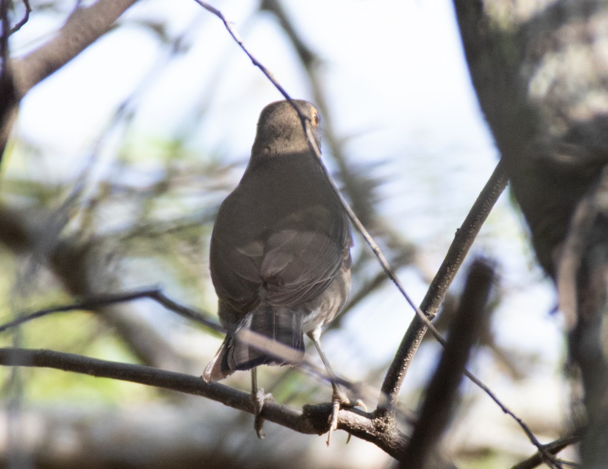 Spectacled Thrush - ML625037405